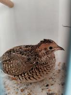 Mooi koppel natuurbroed chinese dwergkwartels, Dieren en Toebehoren, Pluimvee, Meerdere dieren, Overige soorten