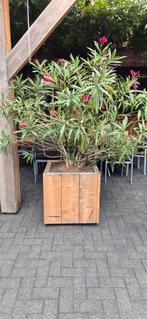 Steigerhout plantenbak op wielen 64 x 64 x 60 cm, Tuin en Terras, Bloembakken en Plantenbakken, Ophalen, Tuin, Nieuw, 60 cm of meer