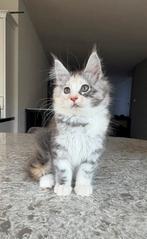 Maine coon kittens met stamboom zoeken een goed tehuis, Dieren en Toebehoren, Katten en Kittens | Raskatten | Langhaar, Meerdere dieren