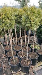 Restpartij coniferen op stam, Tuin en Terras, Ophalen, Bloeit niet, Halfschaduw, Overige soorten