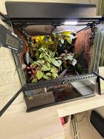 Gifkikkers met terrarium, Dieren en Toebehoren, Ophalen, Zo goed als nieuw