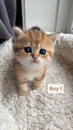 Britse long/short hair kittens, Dieren en Toebehoren, Katten en Kittens | Raskatten | Langhaar, Meerdere dieren