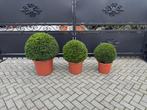 Taxus baccata bolvormen super strak top, Tuin en Terras, Volle zon, Vaste plant, Bloeit niet, Ophalen