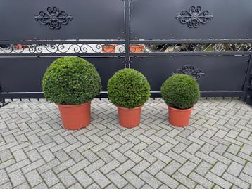 Taxus baccata bolvormen super strak top beschikbaar voor biedingen
