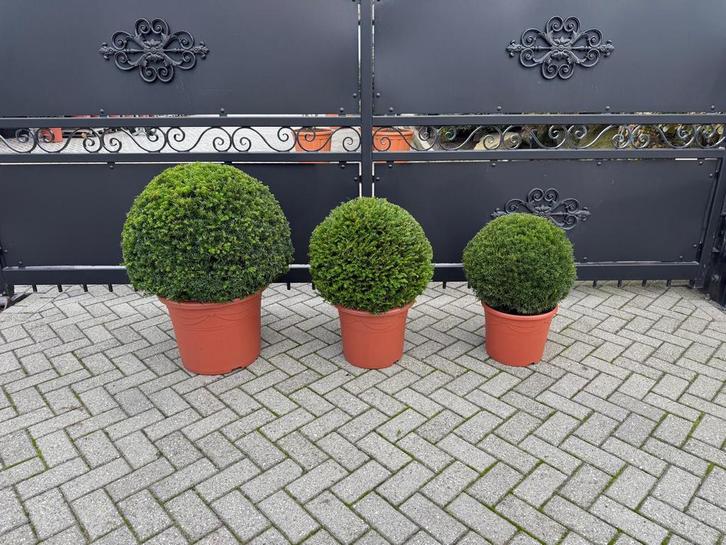 Taxus baccata bolvormen super strak top, Tuin en Terras, Planten | Tuinplanten, Vaste plant, Overige soorten, Volle zon, Bloeit niet