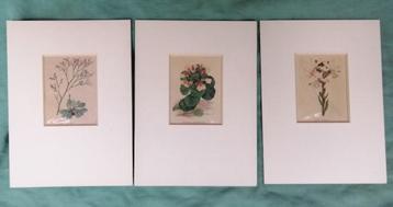 Botanische prenten - 3 hand gekleurde kopergravure's beschikbaar voor biedingen