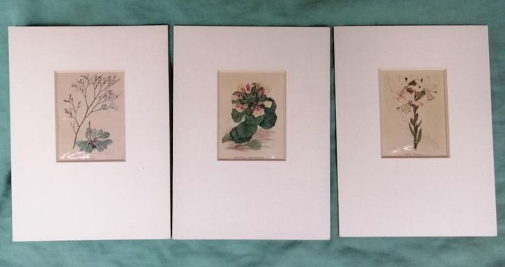 Botanische prenten - 3 hand gekleurde kopergravure's, Antiek en Kunst, Kunst | Etsen en Gravures, Ophalen of Verzenden
