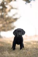 Prachtig zwart reutje van 8 weken!, Dieren en Toebehoren, Honden | Retrievers, Spaniëls en Waterhonden, Reu, CDV (hondenziekte)