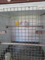 Koppel Isabel kanaries, Dieren en Toebehoren, Vogels | Kanaries, Meerdere dieren, Kleurkanarie