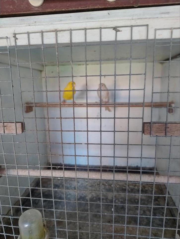 Koppel Isabel kanaries, Dieren en Toebehoren, Vogels | Kanaries, Kleurkanarie, Meerdere dieren