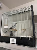 Broedkoppel diamantduiven + TT kooi, Dieren en Toebehoren, Meerdere dieren, Geringd