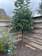 Mooie laurierkers, Tuin en Terras, Planten | Bomen, Bloeit niet, Overige soorten, 100 tot 250 cm, Ophalen