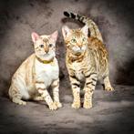 2 raszuivere bengalen + alle benodigdheden, Dieren en Toebehoren, Katten en Kittens | Overige Katten, Poes, Kortharig, 0 tot 2 jaar