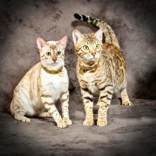 2 raszuivere bengalen + alle luxe benodigdheden, Dieren en Toebehoren, Katten en Kittens | Overige Katten, Kortharig, Poes, 0 tot 2 jaar