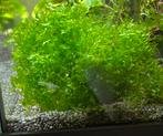 Pelia mos of levermos, Dieren en Toebehoren, Vissen | Aquaria en Toebehoren, Ophalen, Zo goed als nieuw, Plant(en), Steen of Hout