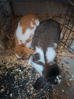 2 hangoor konijnen, Dieren en Toebehoren, Konijnen, Meerdere dieren, Middelgroot, Hangoor, 0 tot 2 jaar