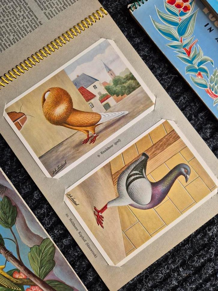 Prentboek vogels, Boeken, Prentenboeken en Plaatjesalbums, Zo goed als nieuw, Verzenden