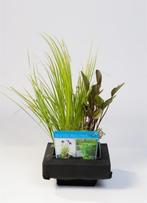 zuurstof planten, vijversubstraat, vijverplanten, waterlelie, Ophalen of Verzenden, Zomer, Vijverplanten, Volle zon