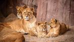 Zoo Antwerpen tweede kaartje gratis, Tickets en Kaartjes, Recreatie | Dierentuinen, Twee personen