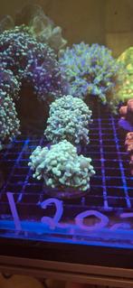 Neontip euphyllia hamer koraal zeewater aquarium, Dieren en Toebehoren, Overige typen, Zoutwatervis
