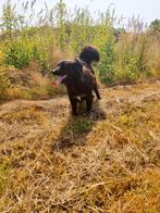 Knappe Molly zit al 3 jaar in het asiel, Particulier, Rabiës (hondsdolheid), Buitenland, Teef