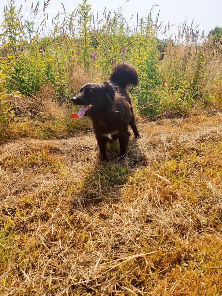 Knappe Molly zit al 3 jaar in het asiel, Dieren en Toebehoren, Honden | Niet-rashonden, Middel, Teef, Particulier, Eén hond, Buitenland