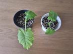 Alocasia zebrina, Ophalen, Overige soorten, Halfschaduw, In pot