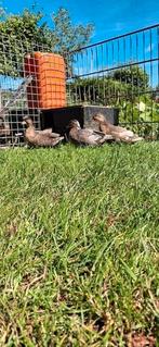 Trio kwakertjes, Dieren en Toebehoren, Pluimvee