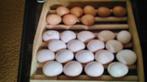 Broedeieren en kuikens  van poule de bresse, Ophalen, Zo goed als nieuw, Overige typen