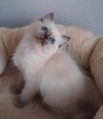 Ragdoll kittens met stamboom, Dieren en Toebehoren, Meerdere dieren, Gechipt, 0 tot 2 jaar