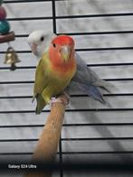 Agapornissen, Geslacht onbekend, Dwergpapegaai of Agapornis