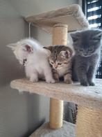 Britse korthaar x ragdoll kittens MOGEN WEG!, Meerdere dieren, Ontwormd, 0 tot 2 jaar