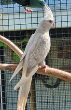 GEZOCHT witmasker valkparkiet opaline cinnamon pop, Dieren en Toebehoren, Vogels | Parkieten en Papegaaien, Meerdere dieren, Parkiet