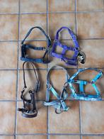 Shetlander veulen halsters., Dieren en Toebehoren, Ophalen of Verzenden, Zo goed als nieuw, Overige soorten
