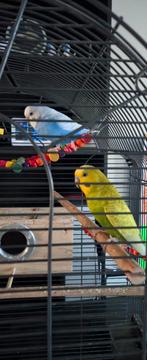 Budgies with cage and stand, Mannelijk, Parkiet