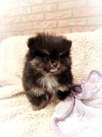 Mega schattige mini pomeranian puppy ️, Keeshond, Reu, 8 tot 15 weken, Eén hond