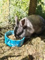 Gratis, dwergkonijn, rammetje, 6 maand oud, Dieren en Toebehoren, Vrouwelijk, Dwerg