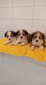 boomer pups kruising maltezer shih tzu lhasa apso maltipoo, Dieren en Toebehoren, CDV (hondenziekte), Meerdere, 8 tot 15 weken
