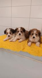 boomer pups kruising maltezer shih tzu lhasa apso maltipoo, CDV (hondenziekte), Meerdere, 8 tot 15 weken, Meerdere dieren