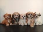 Mooie Boomer pups ShihTzu x Maltezer., Dieren en Toebehoren, Nederland, Overige rassen, CDV (hondenziekte), 8 tot 15 weken