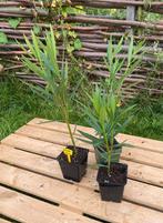Nerium Oleander roze in 13 cm pot, Overige soorten, Volle zon, Vaste plant, Ophalen of Verzenden