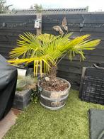 2 palmbomen in biervaten/wijnvaten met solar verlichting, 100 tot 250 cm, Zomer, Palmboom, Ophalen