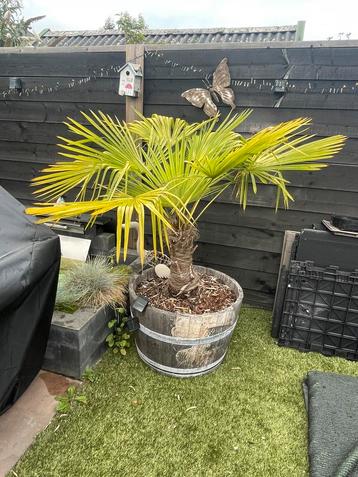 2 palmbomen in biervaten/wijnvaten met solar verlichting beschikbaar voor biedingen