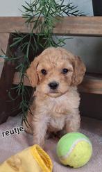 Labradoodle mini !!, Dieren en Toebehoren, Honden | Retrievers, Spaniëls en Waterhonden, Overige rassen, Meerdere, Meerdere dieren