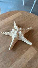 Zeester 21cm, Verzamelen, Ophalen of Verzenden