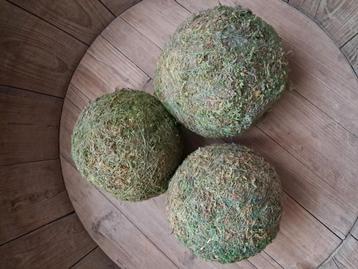 Drie grote mos bollen  beschikbaar voor biedingen