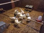 TE KOOP Broedeieren van het mooie ras POULE de BRESSE, Dieren en Toebehoren, Pluimvee | Toebehoren, Ophalen of Verzenden, Nieuw