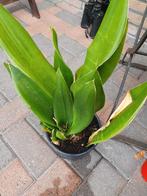 sansevieria sanseveria, Huis en Inrichting, Ophalen of Verzenden, Cactus, Minder dan 100 cm