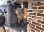 Britse longhair / korthair kittens, Dieren en Toebehoren, Katten en Kittens | Overige Katten, Meerdere dieren, Langharig, 0 tot 2 jaar