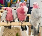 jonge rose kaketoes & diverse andere soorten, Dieren en Toebehoren, Vogels | Parkieten en Papegaaien, Meerdere dieren, Papegaai